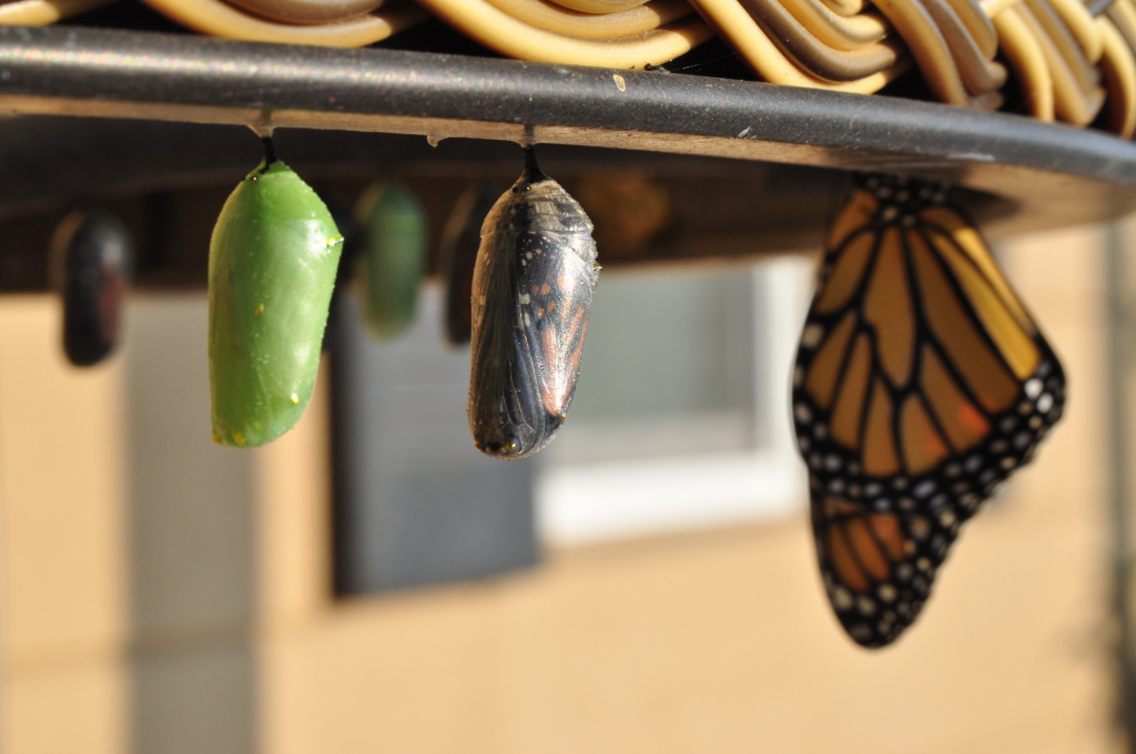 butterfly-cocoon-vishwas-mudagal